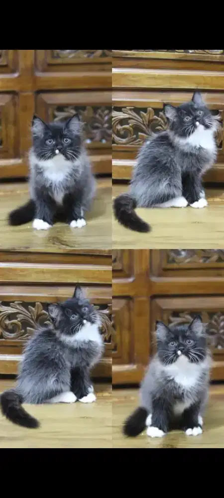 kucing kitten anakan anggora persia ragdoll himalaya mainecoon