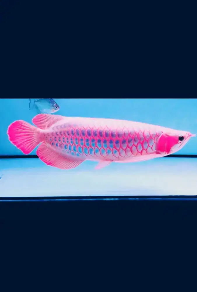arwana super red