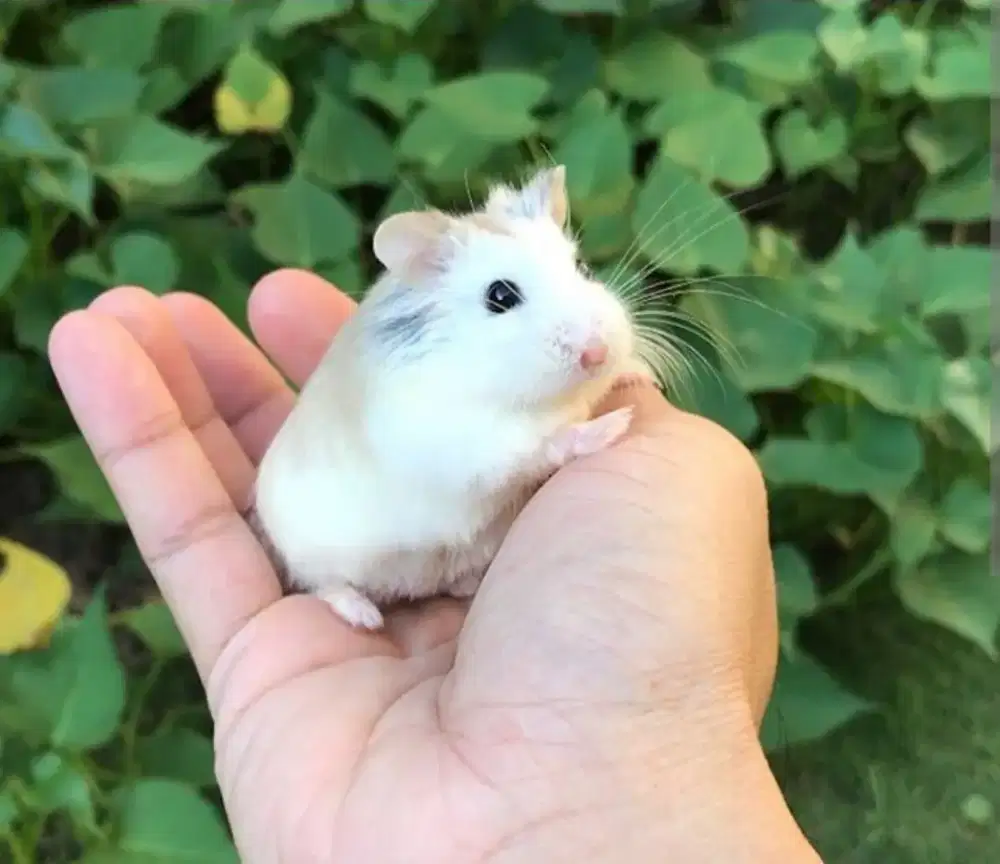Hamster Roborovski White Face