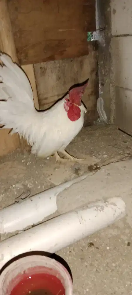 Ayam Kate jantan putih polos