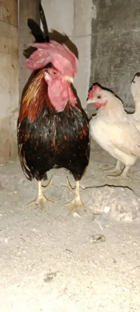 Ayam Kate jantan dan betina