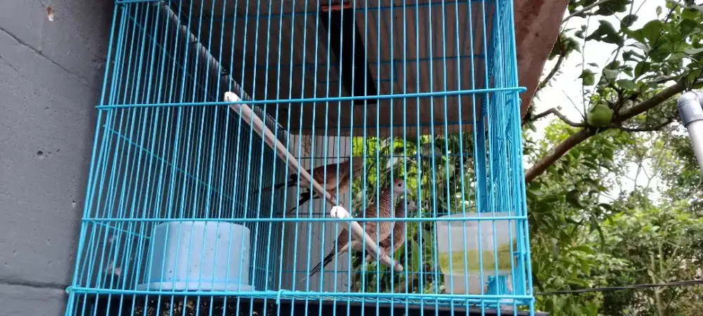 Burung perkutut lokal  pada rajin bunyi tiap hari