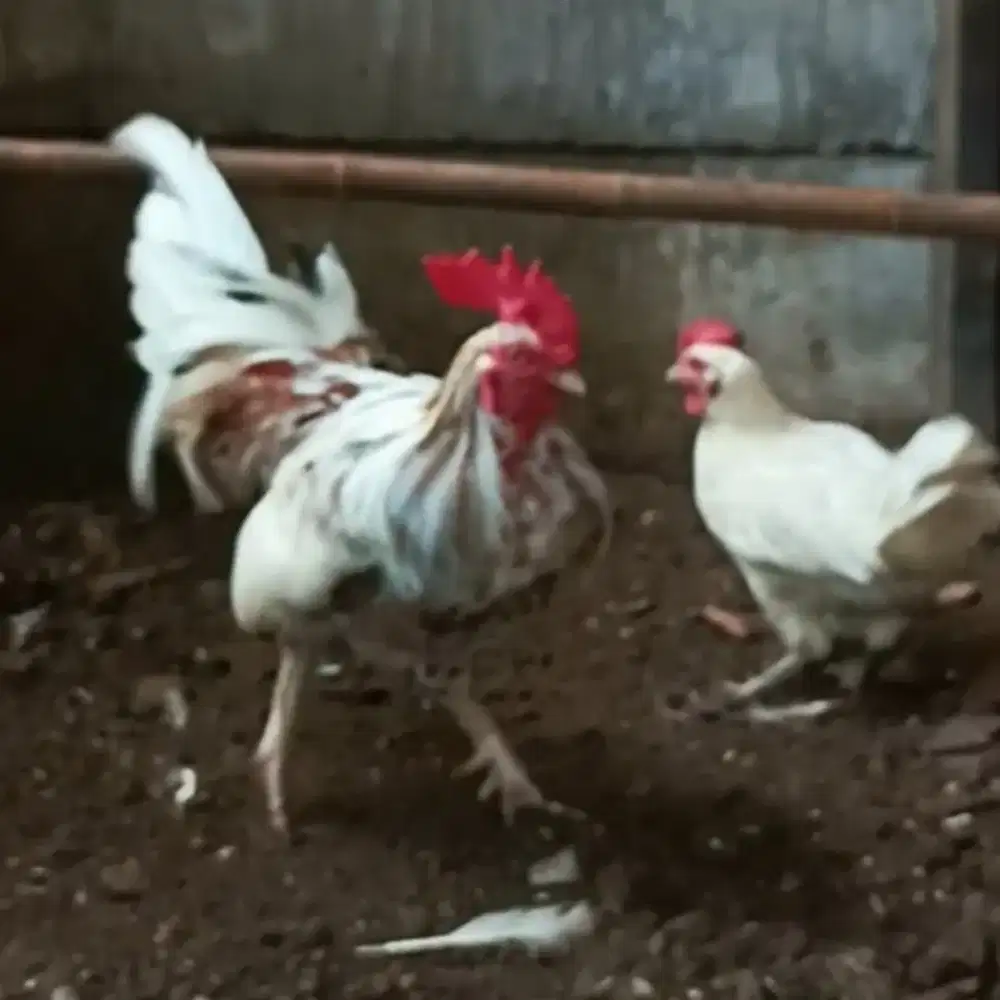 Ayam ketawa durasi sepasang
