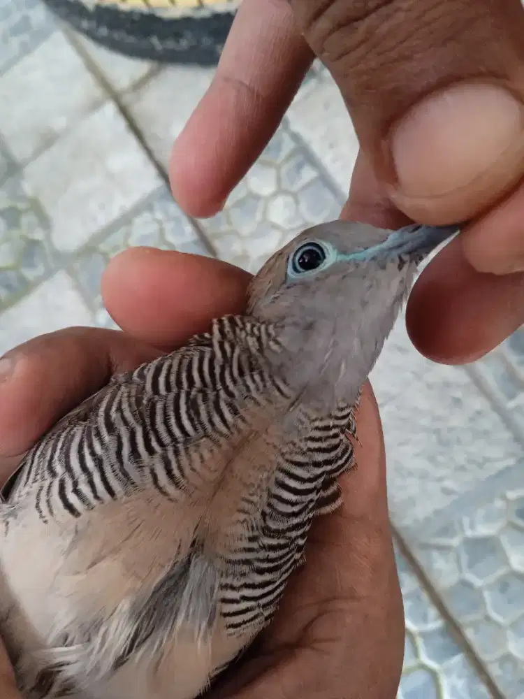 Burung perkutut lokal Pelaihari