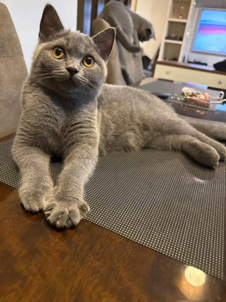 British Shorthair Kitten Betina Warna Solid Blue