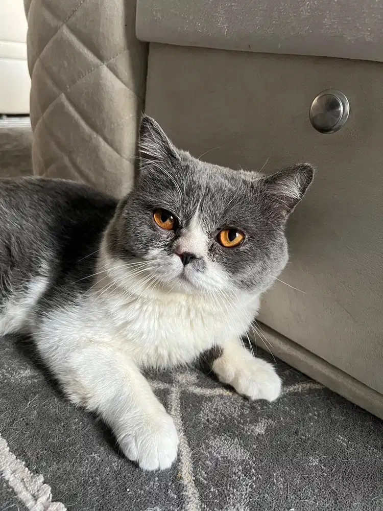 kucing bsh umur 1 tahun