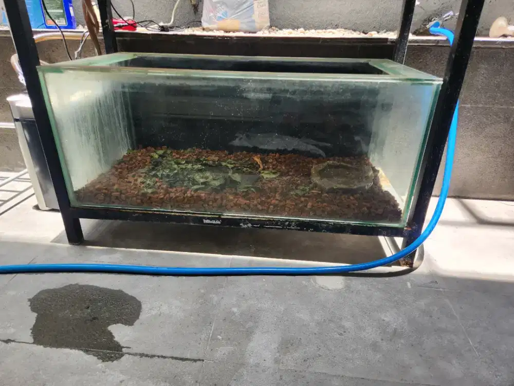 Aquarium tebal ex arwana