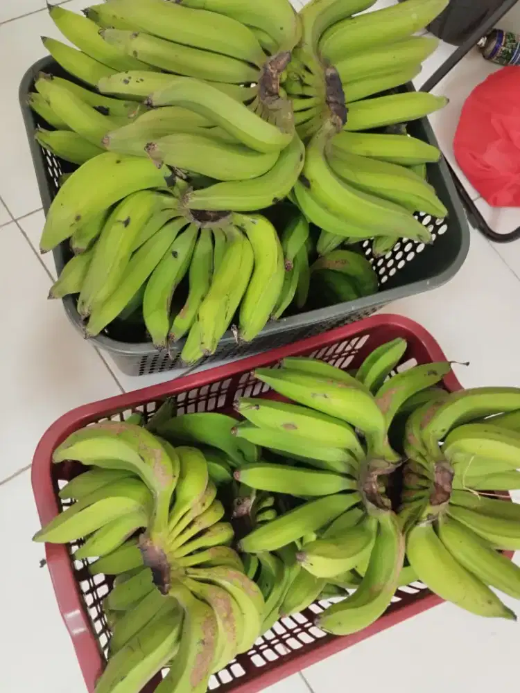 Pisang nangka jumbo