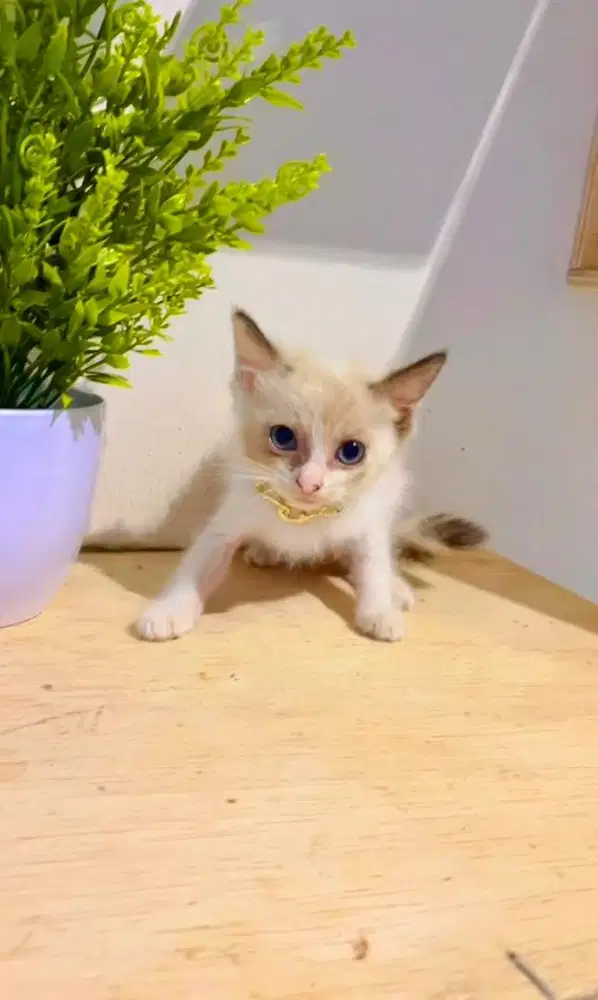 Kucing Himalaya kitten 2bln mata biru cantik