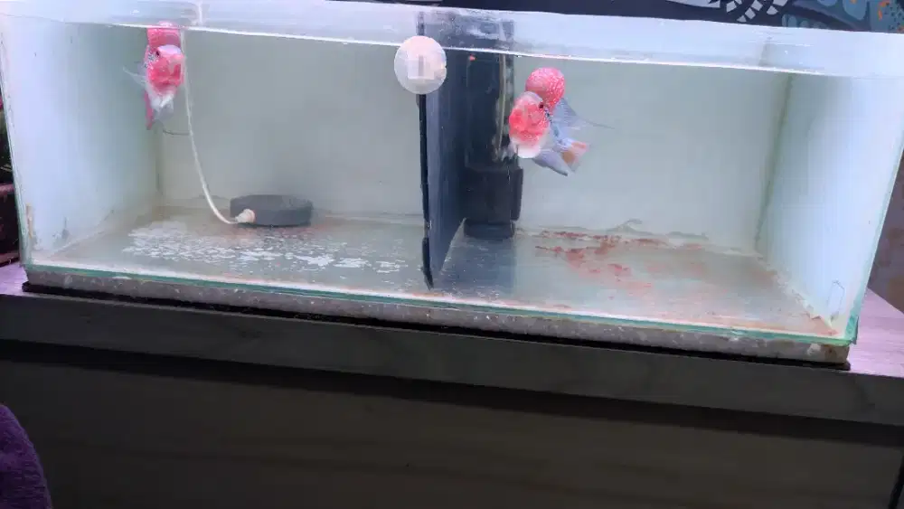 Ikan louhan 2ekor bonsai dan normal