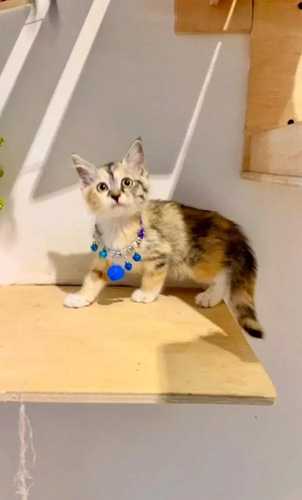 Kucing Mixdom kitten betina cantik
