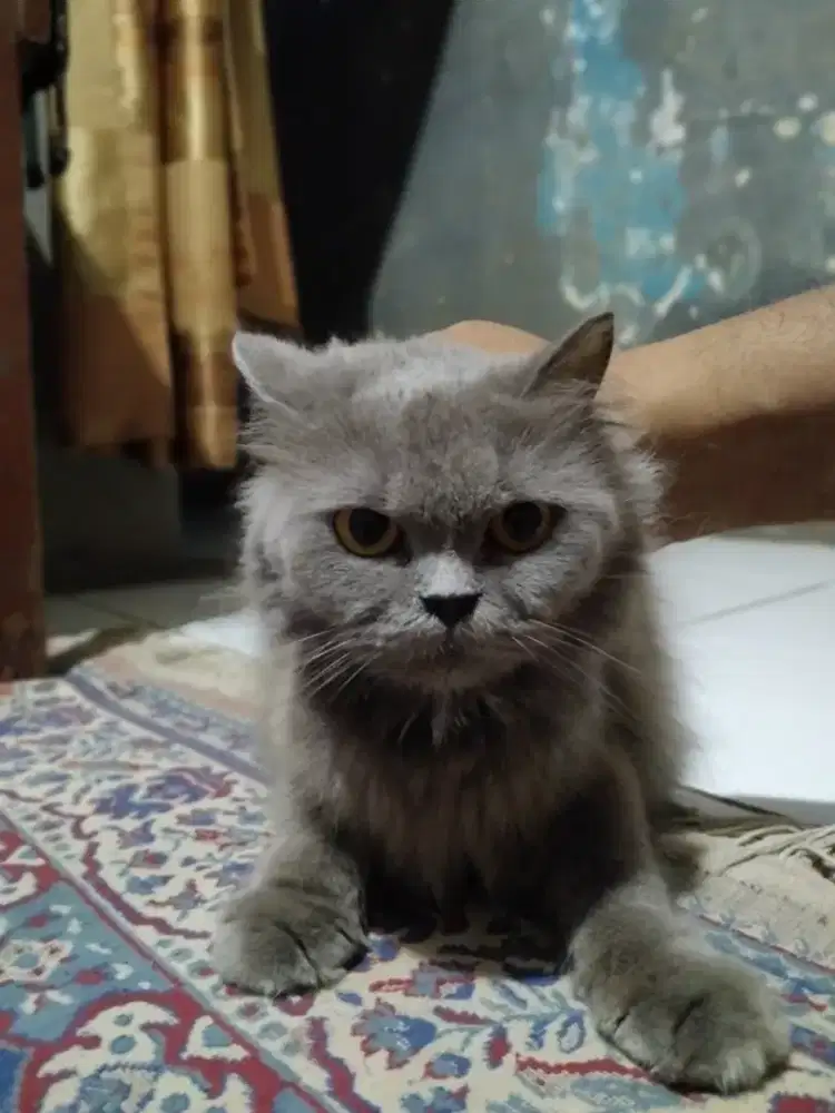 Kucing persia himalaya