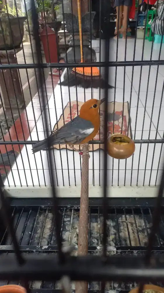 Burung anis merah