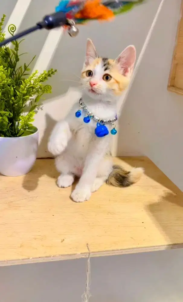 Kucing Mixdom kitten cantik