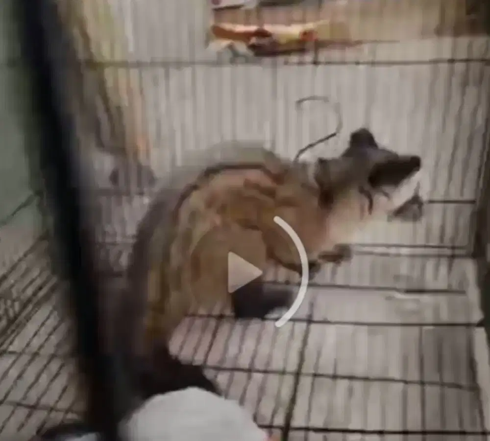 Musang usia 3 bulanan