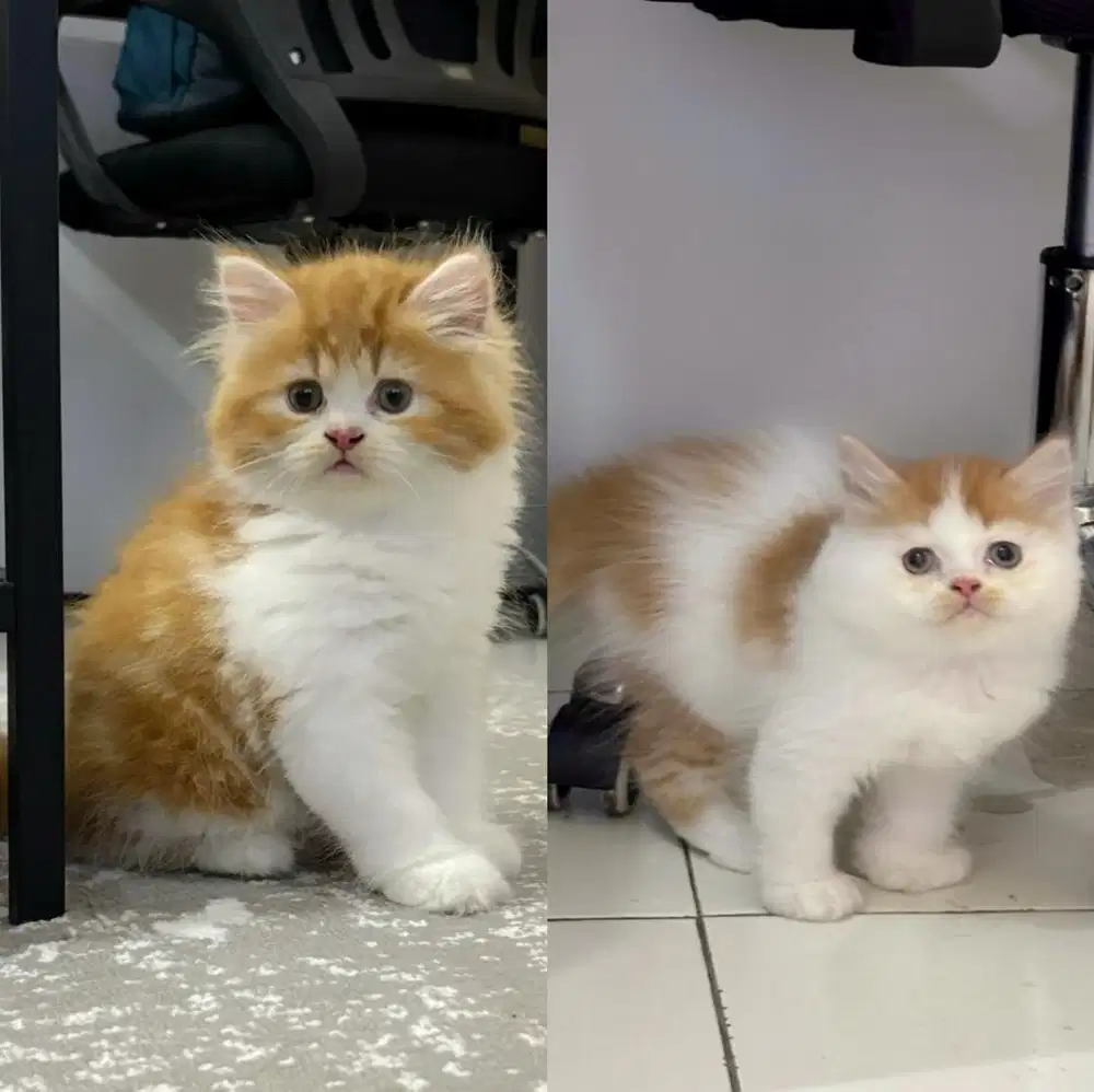 2,5 Bulan Norwegian mix flatnose