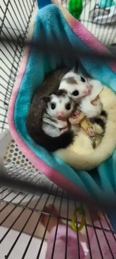 Sugar Glider True Platinum Mozaic