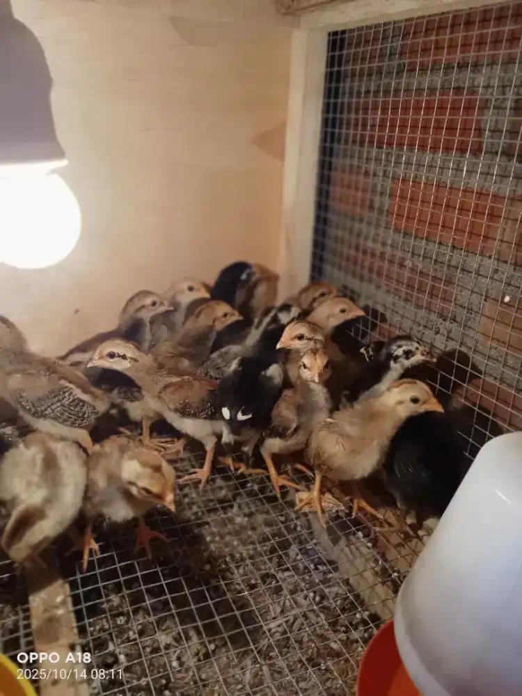 Anak ayam siyam campuran