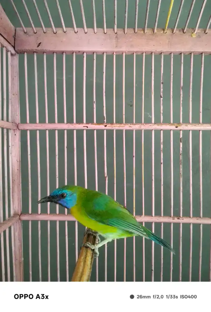 Kinoy rawatan mulus
