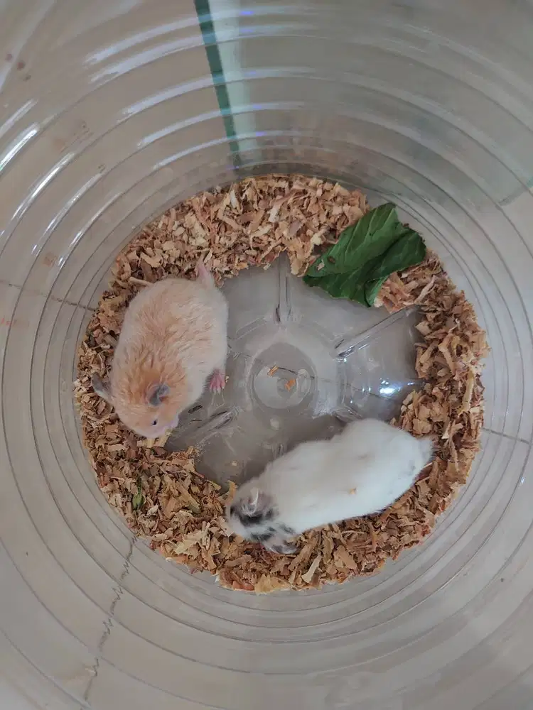 Hamster Syrian jantan 3 bulan