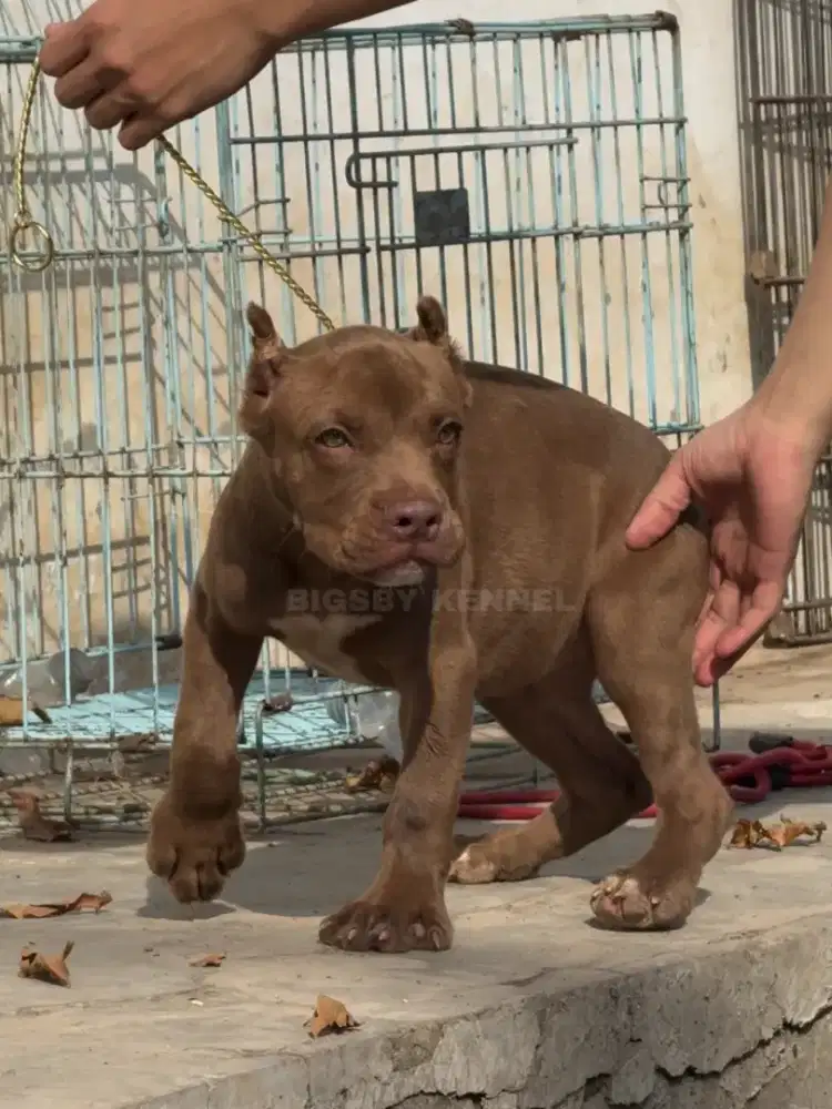 Pitbull Betina Anakan American Pit Bull Terrier Cocoa Coklat Puppy