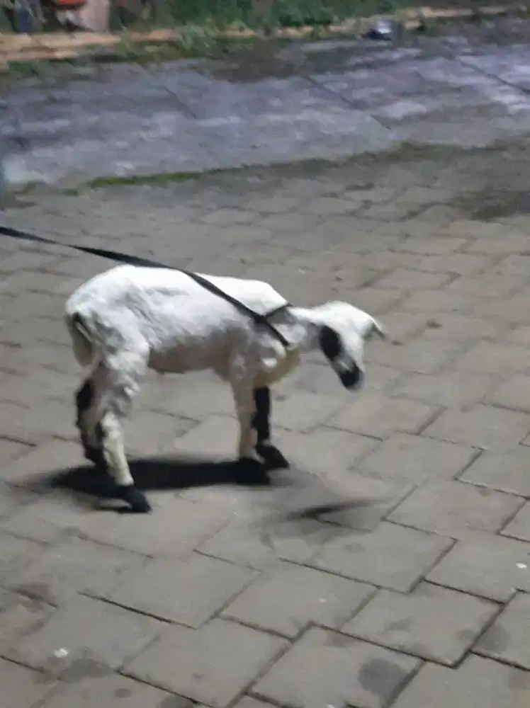 Dijual aja lah kambing umur 6 bln. Betina