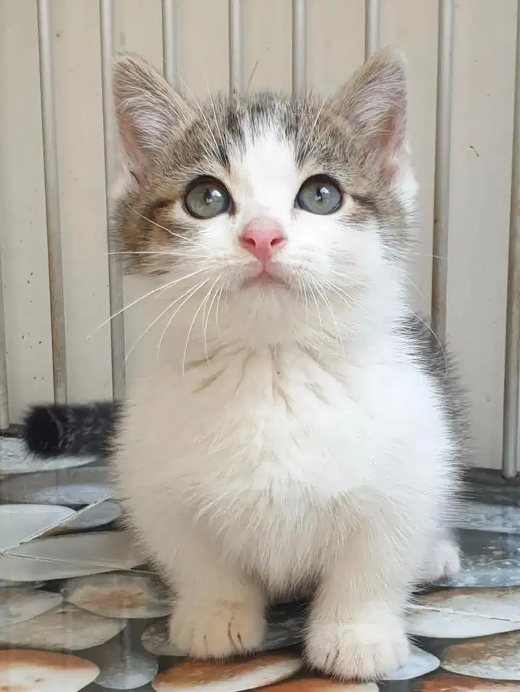 Kucing Munchkin BSH Bicolor Black Brown