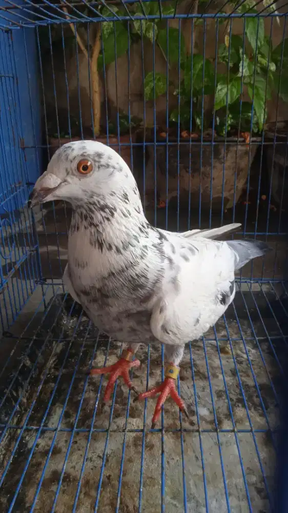 Merpati Pos Betina