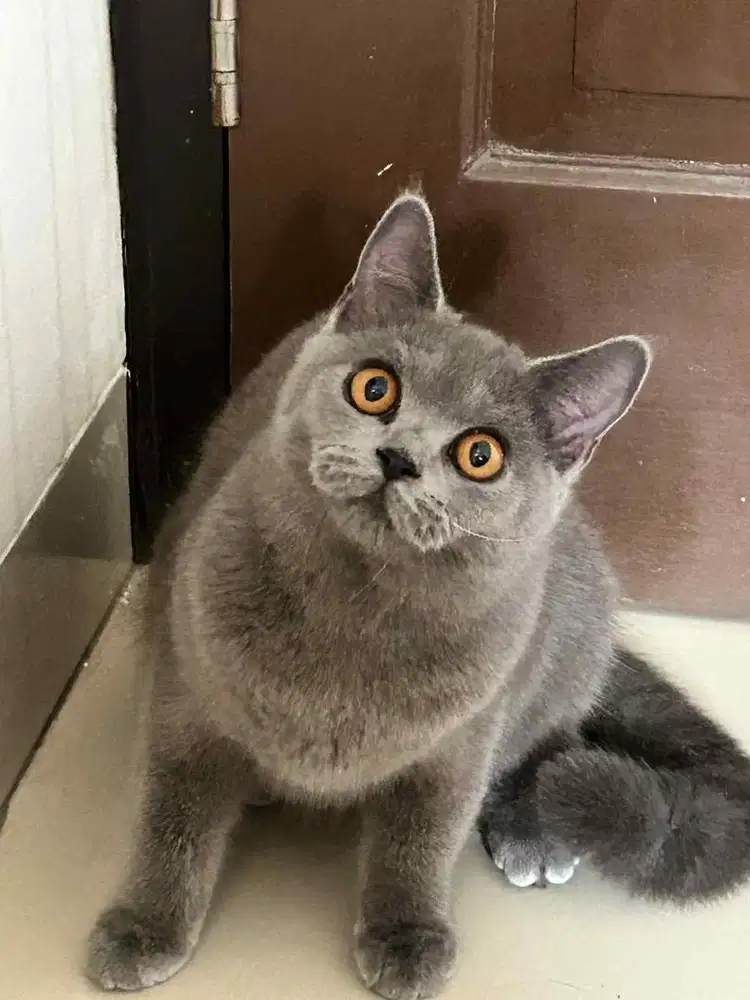 Kucing british shorthair bsh british shorthair