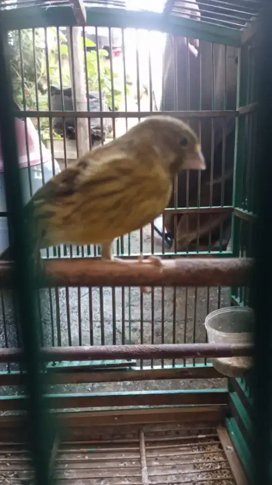 Kenari paud Hebot dan betina hebot