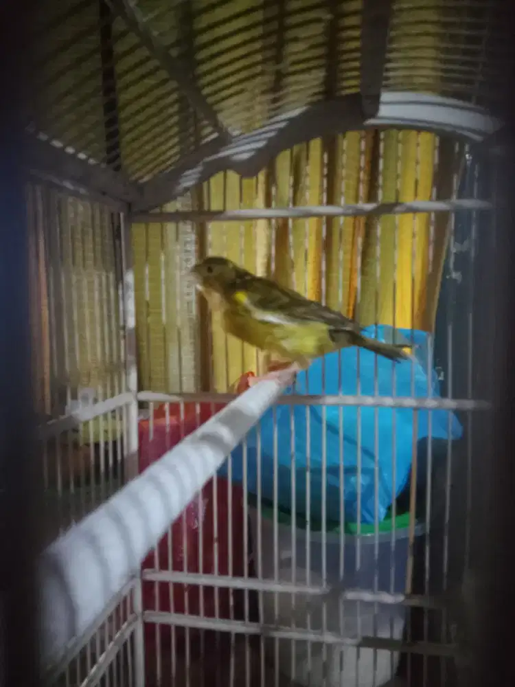 Kenari paud Hebot dan betina hebot