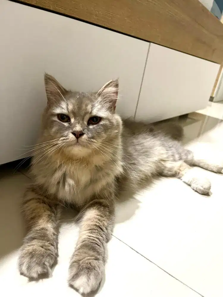 kucing persia medium