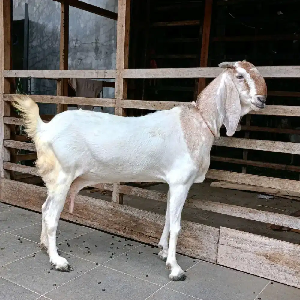 jual kambing domba aqiqah, paket aqiqah, kambing hidup / potong cacah.