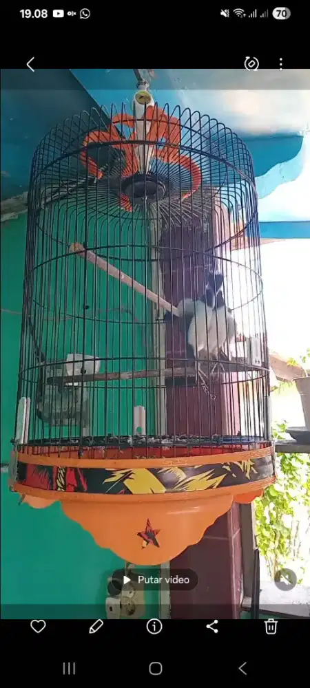 Jalak suren mewah