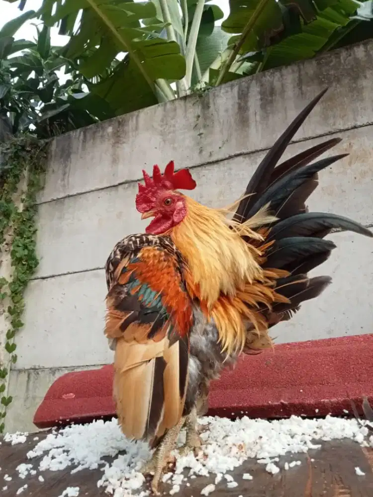 Ayam serama jantan dewasa
