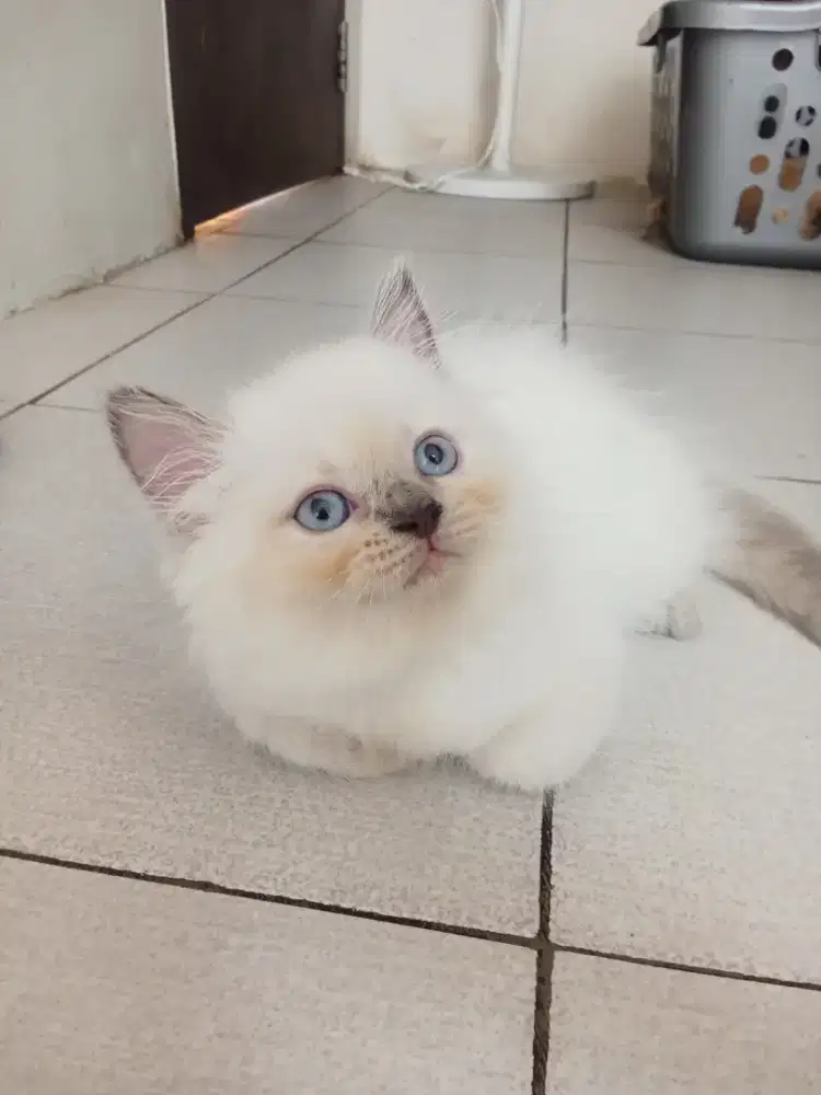 Persian Himalayan mix BSH kitten Betina