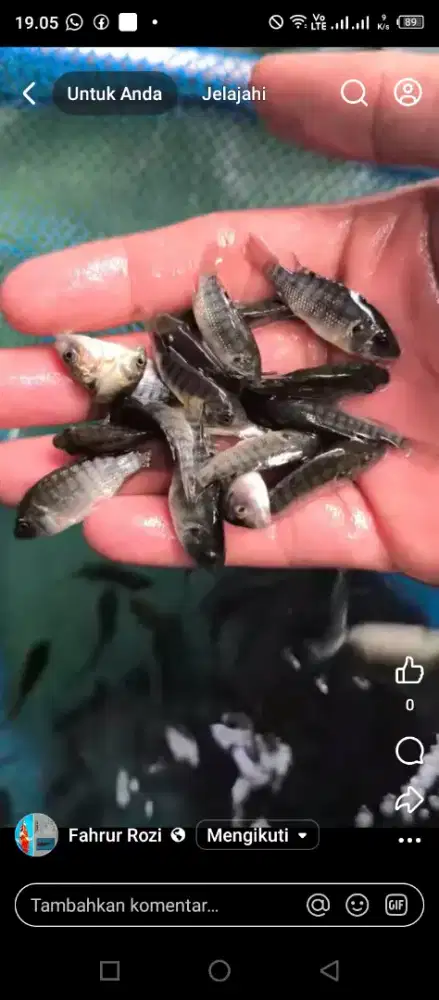 Bibit ikan nila