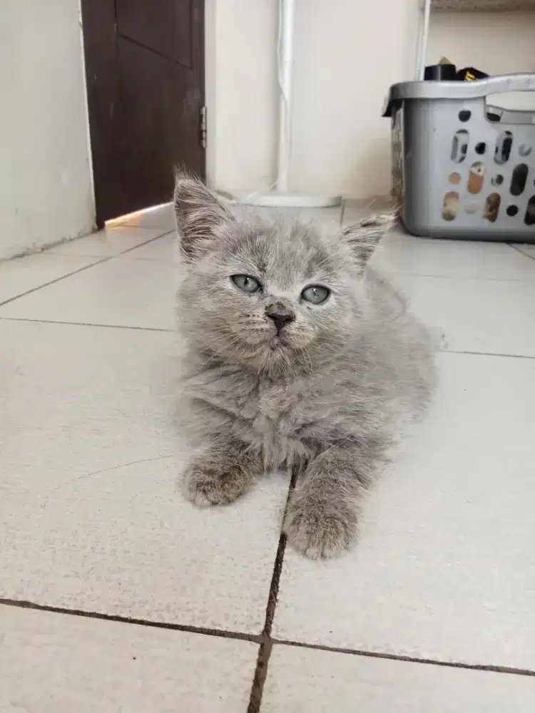 British Short Hair BSH Blue Solid abu2 Betina