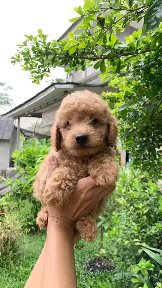 Apricot Toy Poodle Female & Male