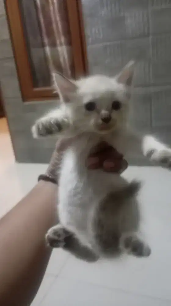 Kitten Himalaya Shorthair jantan