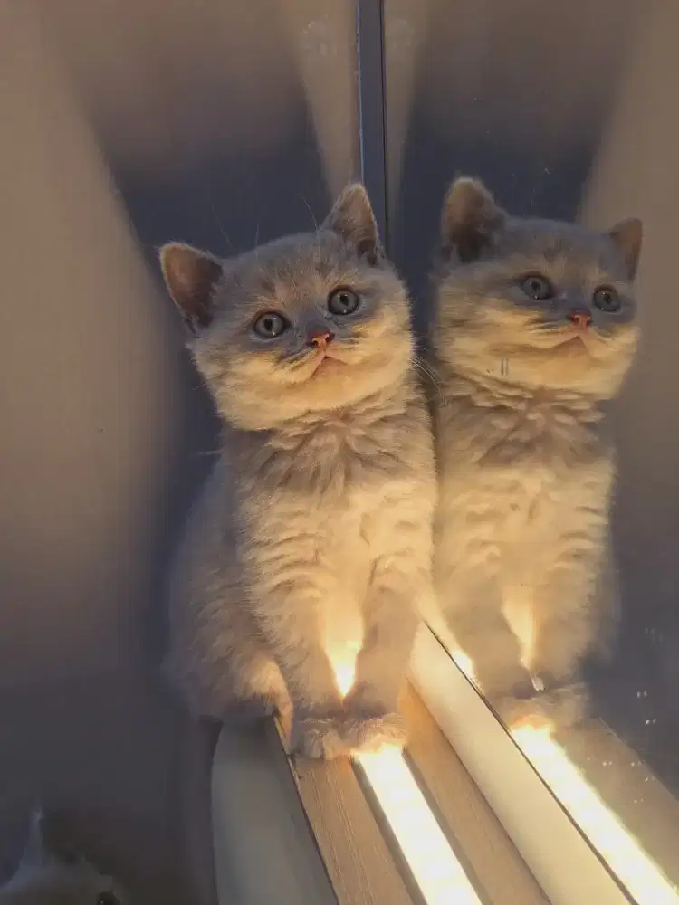 Kucing BSH munchkin lucu imut