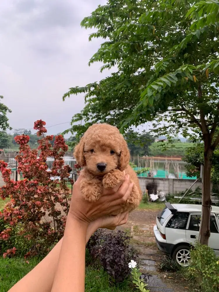 Apricot Poodle Toy