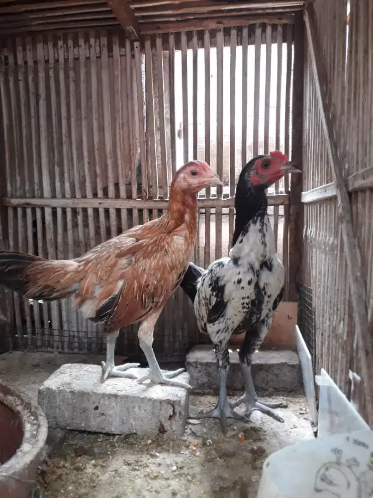 Borong 3 ekor ayam pama x khoyngon