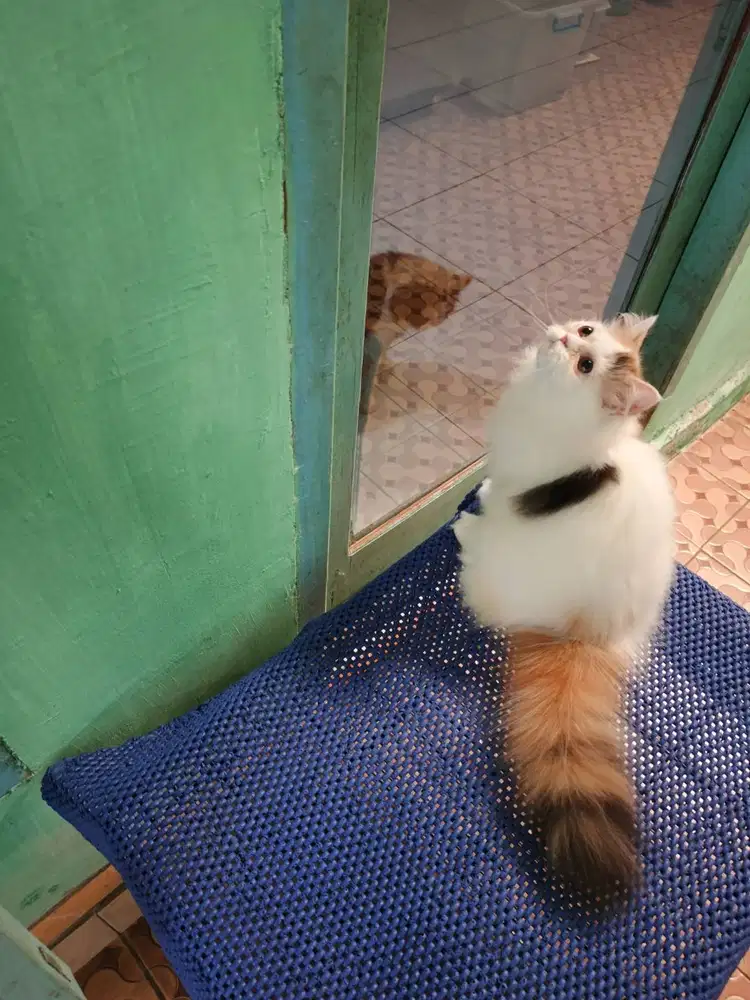 Kucing betina umur 5 bulan