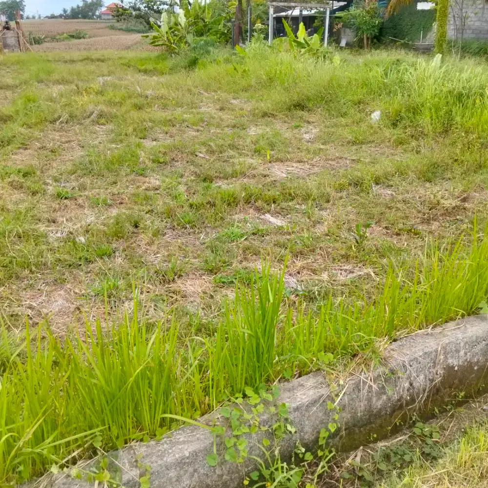 Lahan langka bqgus