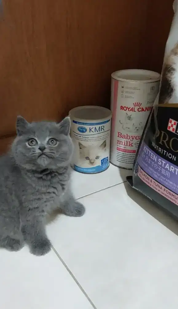 Kitten bsh kucing bsh jantan blue solid non ped