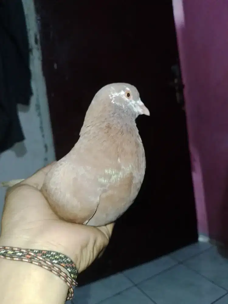 Burung dara jantan