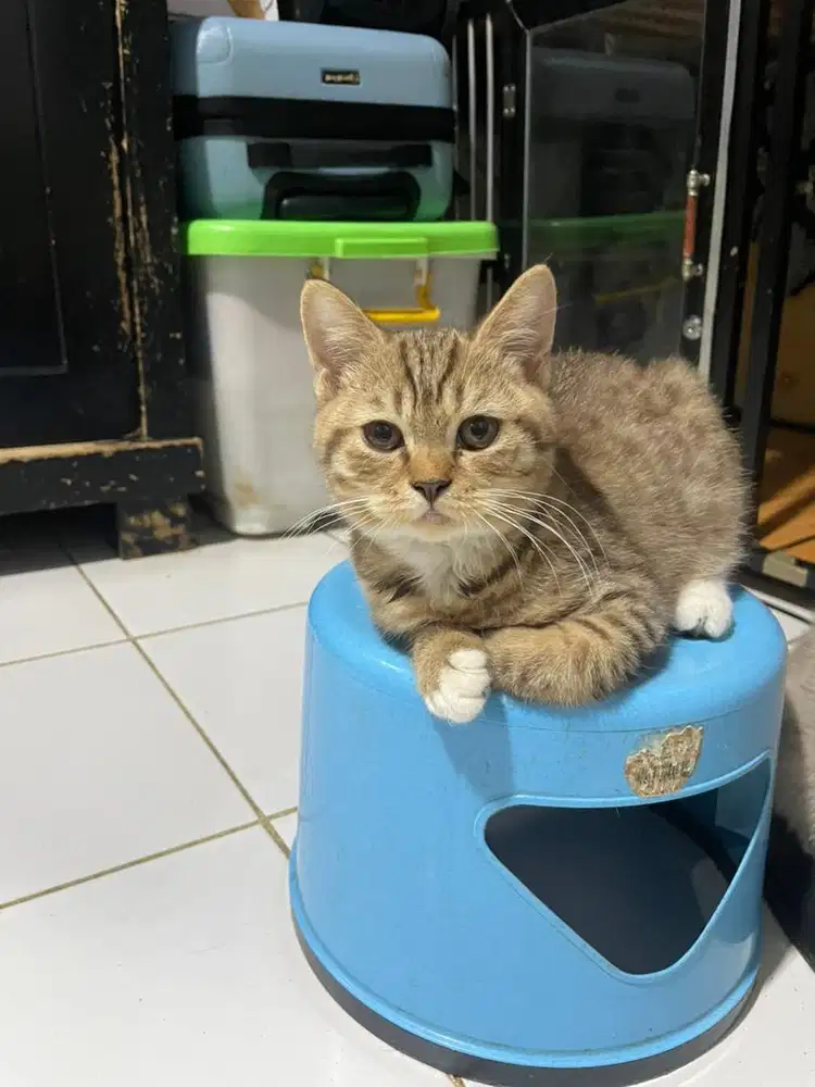 Kucing british short hair