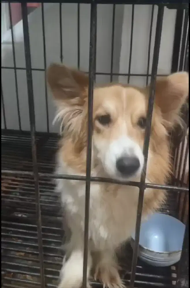 Indukan corgi flupy ( bandung)