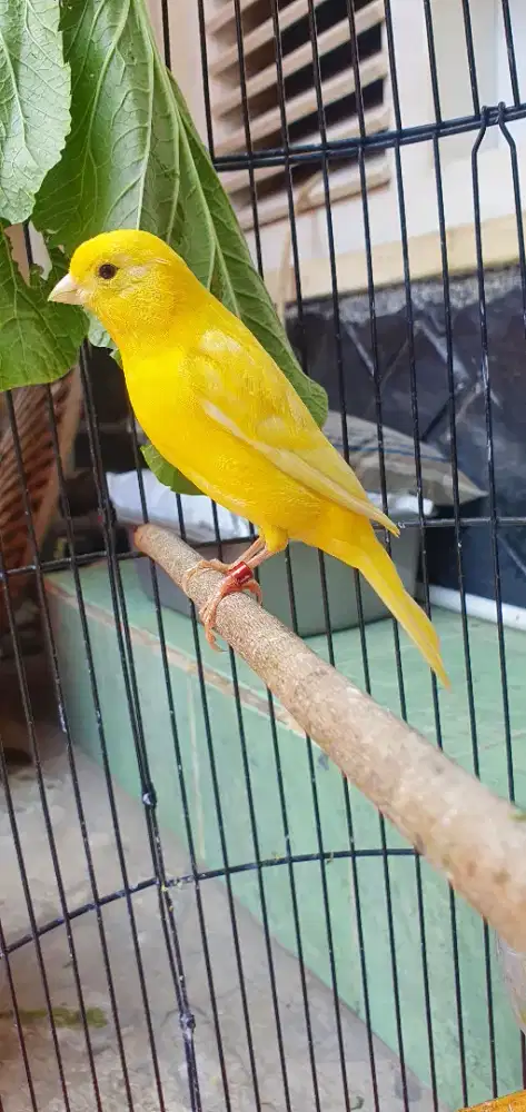 Kenari stabilo betina